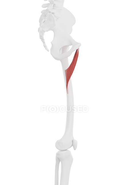 Human skeleton with red colored Adductor brevis muscle, computer illustration. — Stock Photo