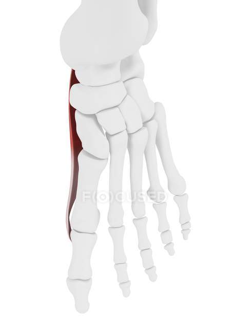 Esqueleto humano con músculo abductor hallucis de color rojo, ilustración por computadora . - foto de stock