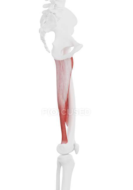 Esqueleto humano con músculo Adductor magnus de color rojo, ilustración por computadora . - foto de stock