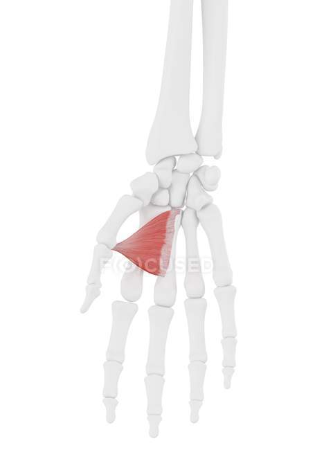 Людський скелет з червоним кольором Adductor pollicis м'язи, комп'ютерна ілюстрація. — стокове фото