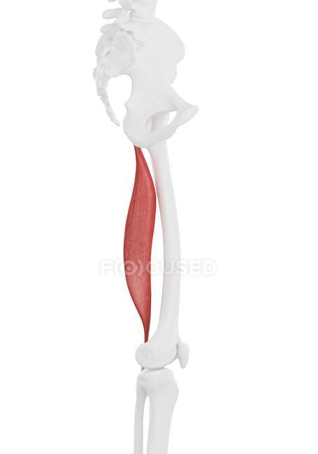 Scheletro umano con muscolo rosso Biceps femoris longus, illustrazione al computer . — Foto stock