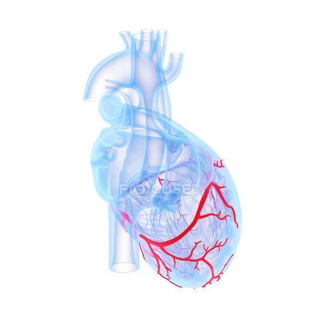 Vasos sanguíneos coronarios en el modelo azul del corazón humano, ilustración digital
. - foto de stock