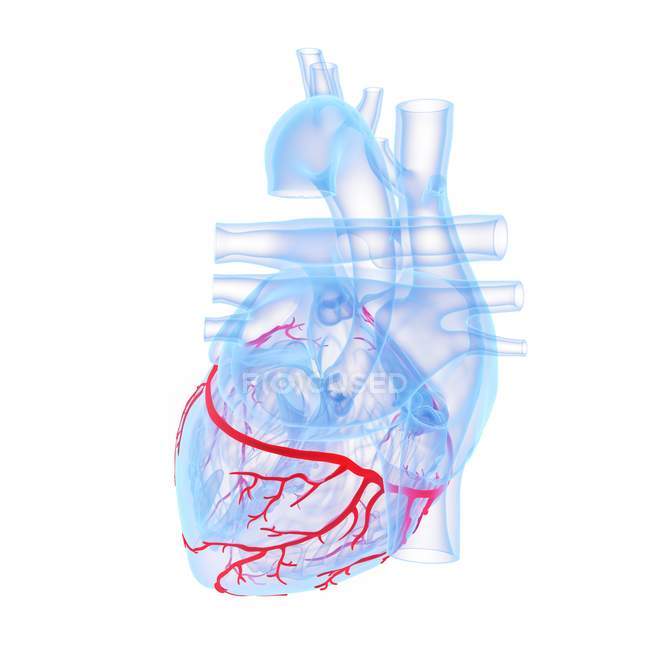 Корональні кровоносні судини в синій моделі людського серця, цифрова ілюстрація . — стокове фото