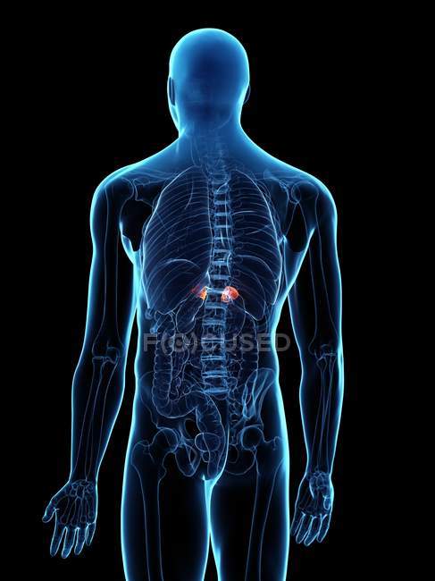 Ghiandole surrenali malate nel corpo maschile, illustrazione digitale concettuale . — Foto stock