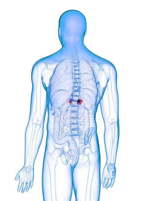 Glándulas suprarrenales enfermas en el cuerpo masculino, ilustración digital conceptual . - foto de stock