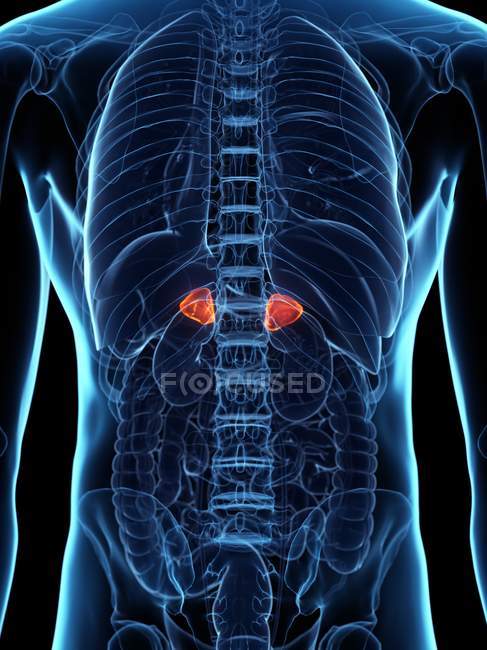 Glandulas supra-renais doentes no corpo humano, ilustração digital conceitual
. — Fotografia de Stock