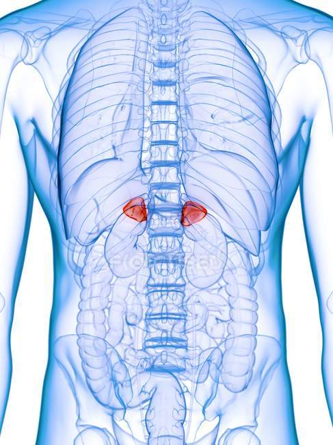 Glandulas supra-renais doentes no corpo humano, ilustração digital conceitual . — Fotografia de Stock