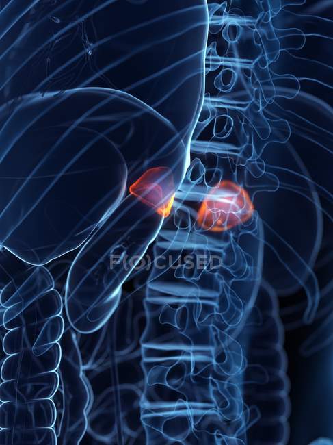 Erkrankte Nebennieren im menschlichen Körper, konzeptionelle digitale Illustration. — Stockfoto