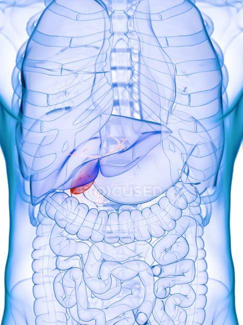 Diseased gallbladder in abstract human body, conceptual digital illustration. — Stock Photo