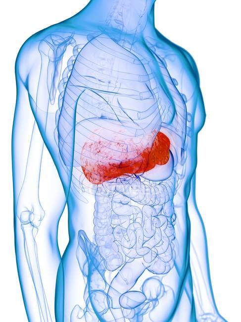 Хворіла печінка в силуеті чоловічого тіла, цифрова ілюстрація . — стокове фото