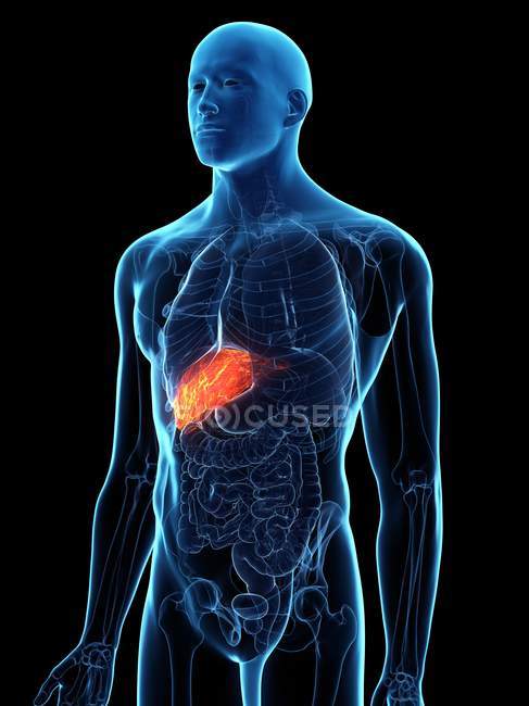 Diseased liver in male body silhouette, digital illustration ...
