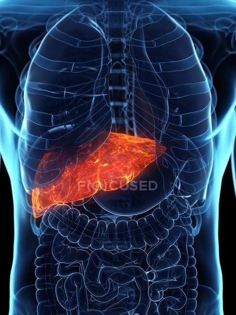 Хворіла печінка в силуеті чоловічого тіла, цифрова ілюстрація . — стокове фото