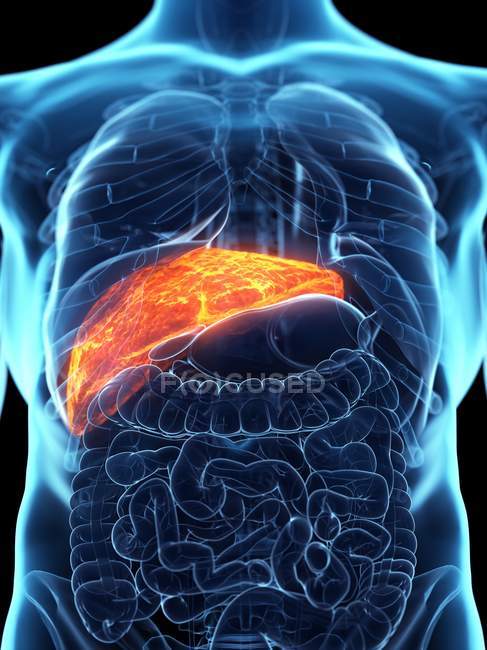 Fígado doente em silhueta corporal masculina, ilustração digital . — Fotografia de Stock
