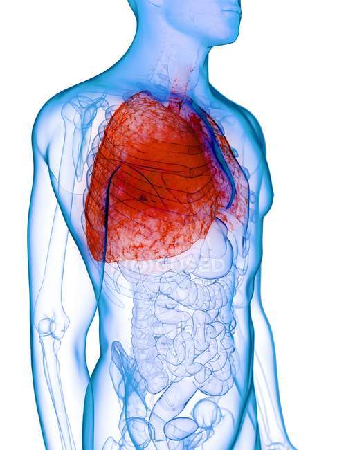 Pulmones enfermos en cuerpo masculino transparente sobre fondo blanco, ilustración por computadora . - foto de stock