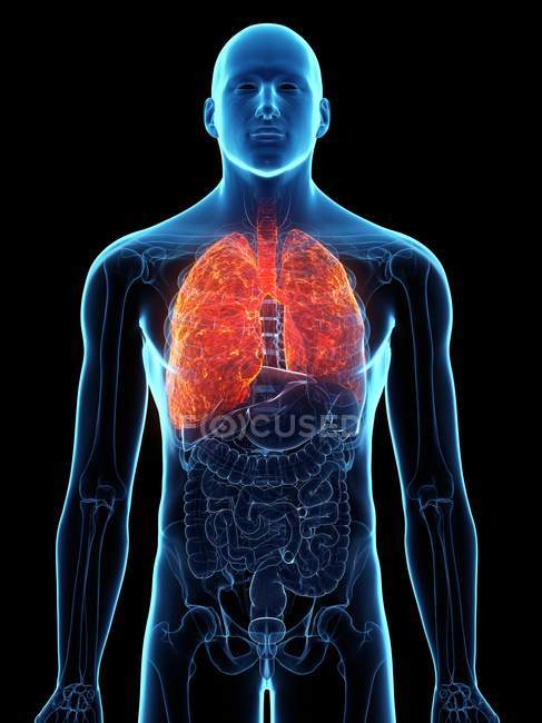 Poumons malades dans un corps masculin transparent sur fond noir, illustration par ordinateur
. — Photo de stock
