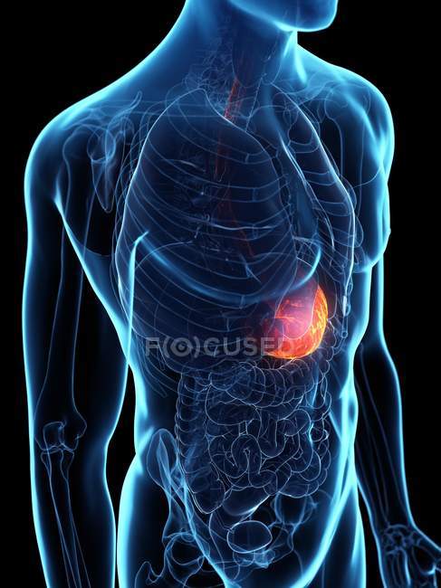 Болезнь желудка в абстрактном мужском теле, цифровая иллюстрация . — стоковое фото