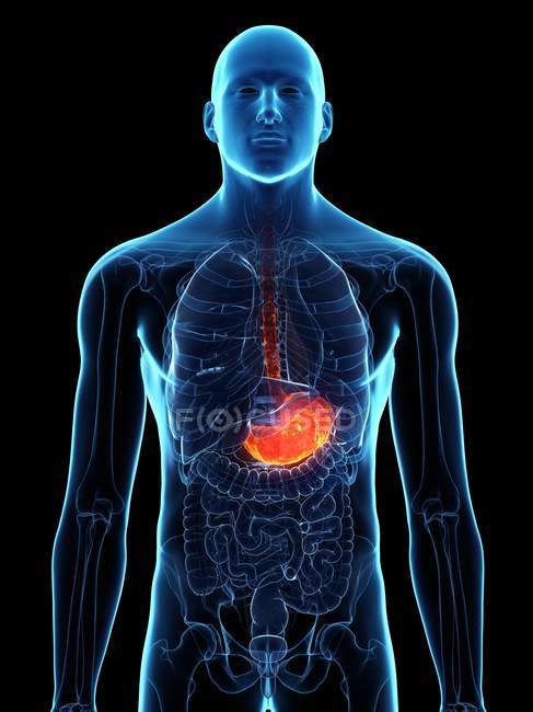 Diseased stomach in abstract male body, digital illustration. — Stock Photo