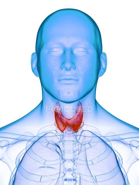 Silueta masculina con glándula tiroides enferma, ilustración conceptual . - foto de stock