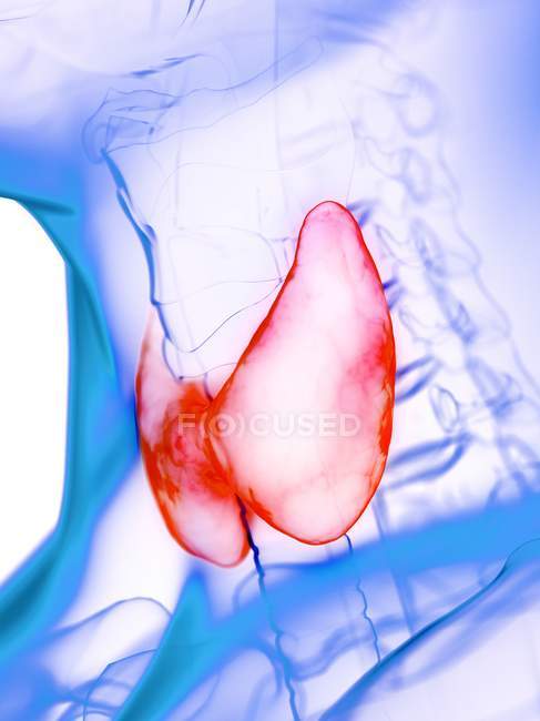 Maladie de la glande thyroïde, illustration conceptuelle par ordinateur . — Photo de stock