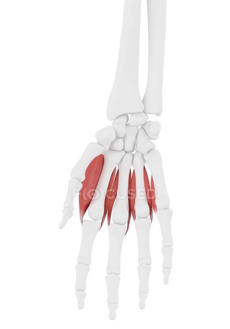 Menschliches Skelett mit roter Rückenmuskulatur, Computerillustration. — Stockfoto