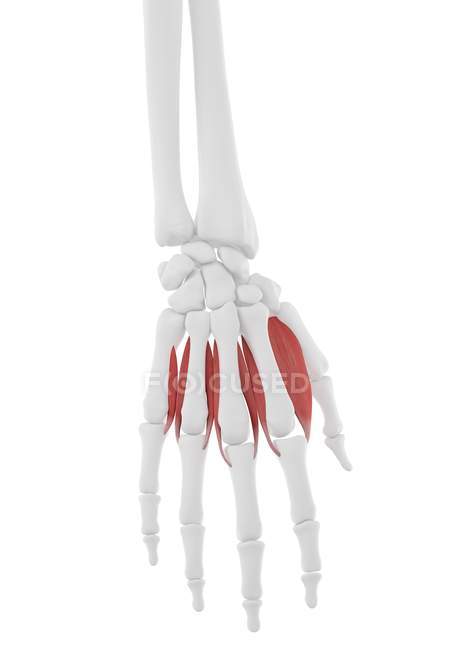 Esqueleto humano con músculo interóseo dorsal de color rojo, ilustración por ordenador . - foto de stock