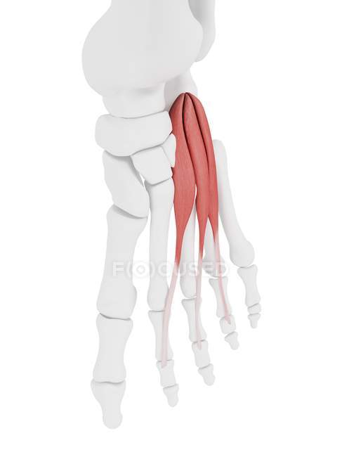 Esqueleto humano con el músculo rojo de la brevis del digitorum del extensor, ilustración de la computadora . - foto de stock