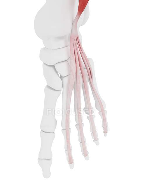 Human skeleton with red colored Extensor digitorum longus muscle, computer illustration. — Stock Photo