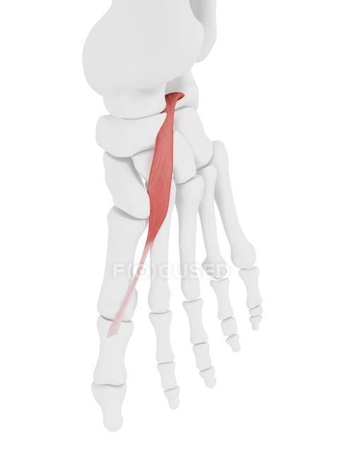 Human skeleton with red colored Extensor hallucis brevis muscle, computer illustration. — Stock Photo