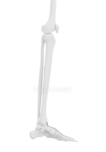 Human skeleton with red colored Extensor hallucis longus muscle, computer illustration. — Stock Photo