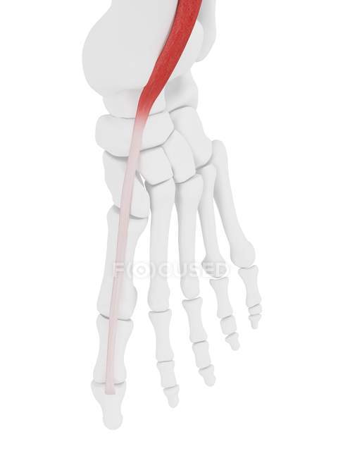 Esqueleto humano con músculo largo Extensor hallucis de color rojo, ilustración por ordenador . - foto de stock