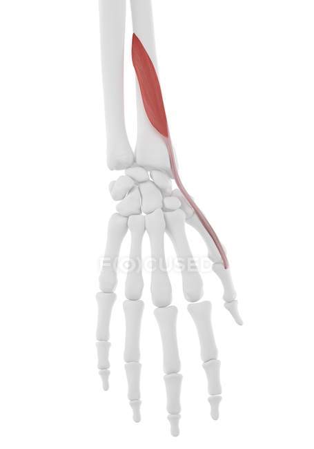 Esqueleto humano com vermelho colorido Extensor do polegar músculo brevis, ilustração do computador . — Fotografia de Stock