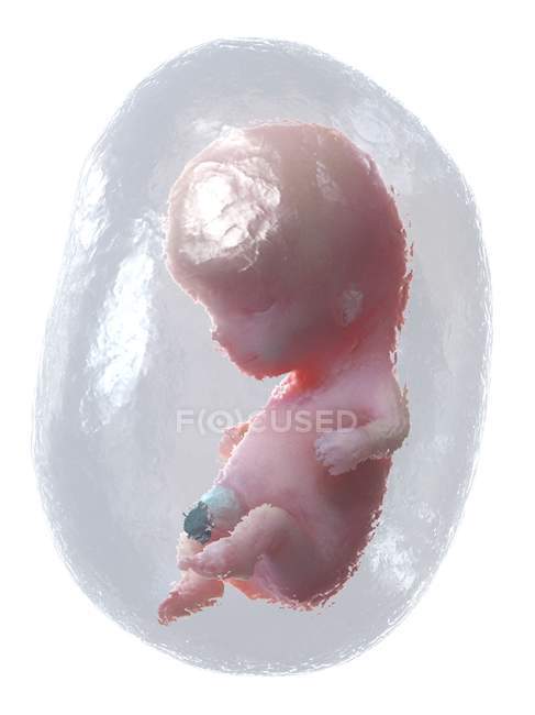 El feto humano se desarrolla en la semana 10, ilustración por computadora . - foto de stock
