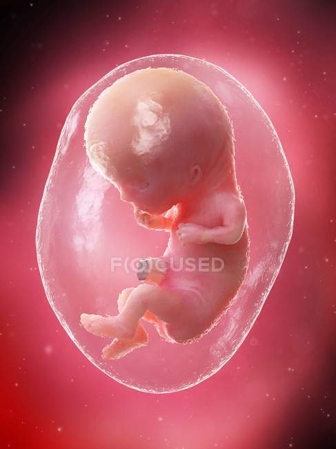El feto humano se desarrolla en la semana 11, ilustración por computadora . - foto de stock