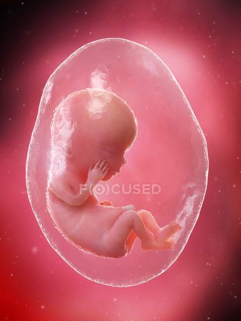 El feto humano se desarrolla en la semana 12, ilustración por computadora . - foto de stock