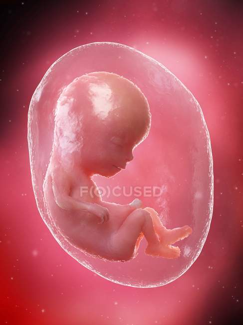 El feto humano se desarrolla en la semana 13, ilustración por computadora . - foto de stock