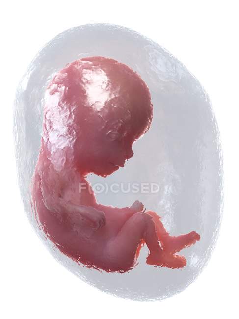 El feto humano se desarrolla en la semana 13, ilustración por computadora
. - foto de stock