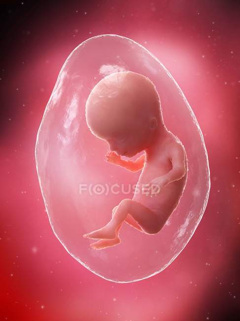 El feto humano se desarrolla en la semana 14, ilustración por computadora . - foto de stock