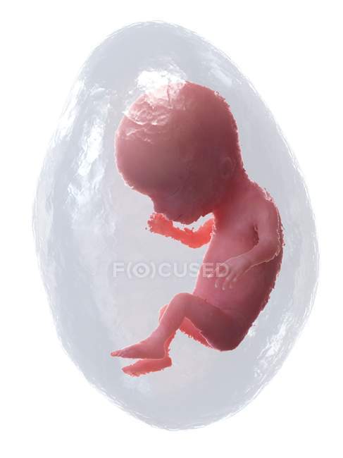 El feto humano se desarrolla en la semana 14, ilustración por computadora . - foto de stock