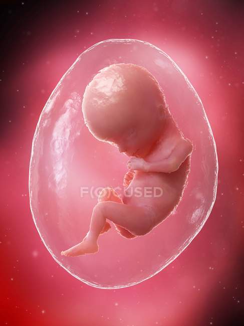 El feto humano se desarrolla en la semana 15, ilustración por computadora . - foto de stock