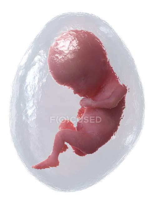 Людський плід, що розвивається на 15 тижні, комп'ютерна ілюстрація . — стокове фото