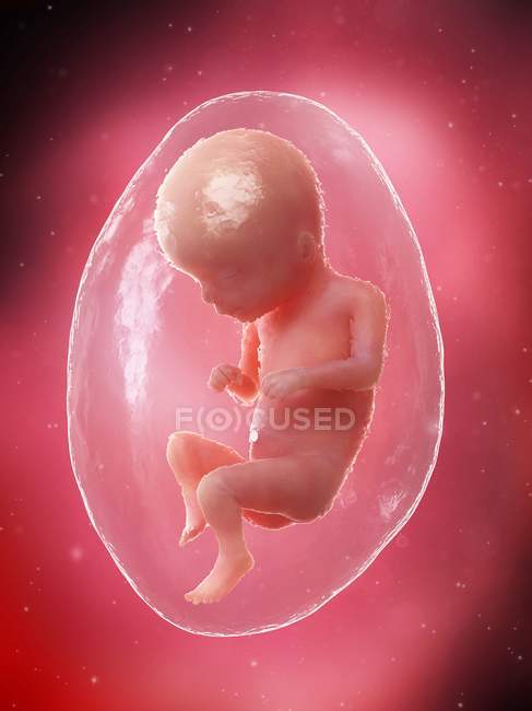 El feto humano se desarrolla en la semana 16, ilustración por computadora . - foto de stock