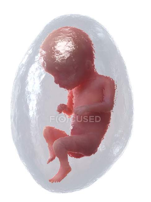 Людський плід розвивається на 16 тижні, комп'ютерна ілюстрація . — стокове фото