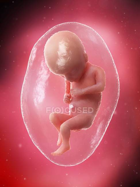 Fœtus humain en développement à la semaine 17, illustration par ordinateur . — Photo de stock