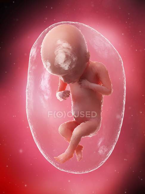 El feto humano se desarrolla en la semana 18, ilustración por computadora . - foto de stock