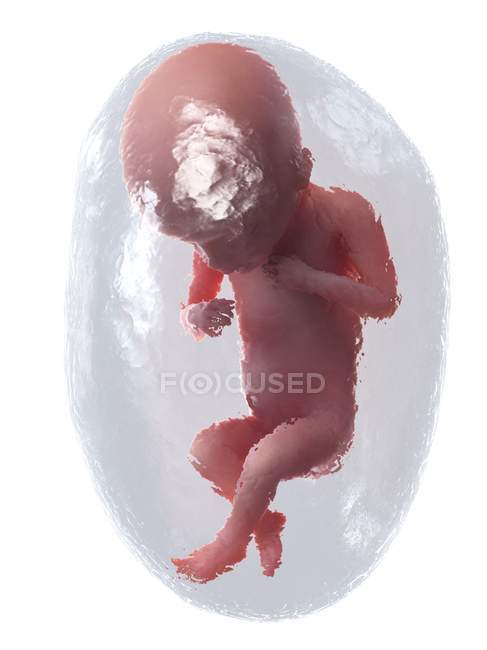 Fœtus humain en développement à la semaine 18, illustration par ordinateur
. — Photo de stock