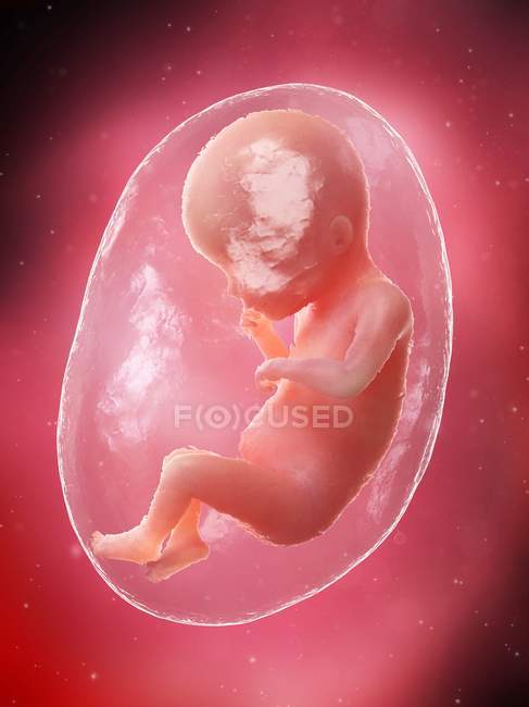 Fœtus humain en développement à la semaine 19, illustration par ordinateur . — Photo de stock