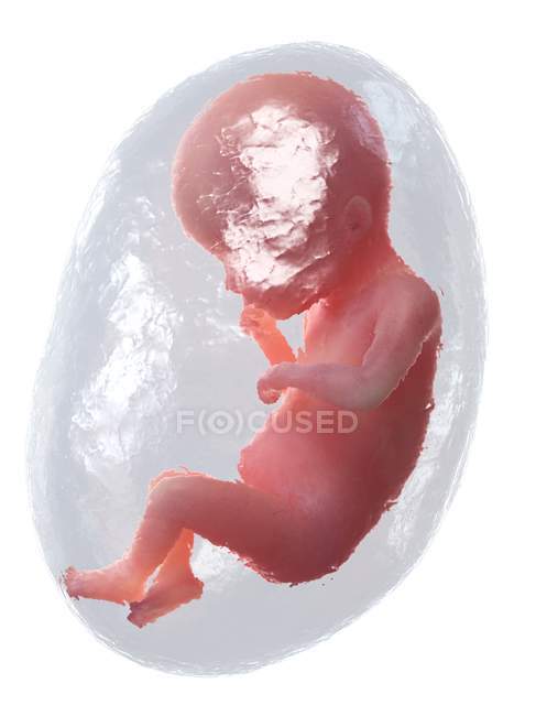 El feto humano se desarrolla en la semana 19, ilustración por computadora . - foto de stock
