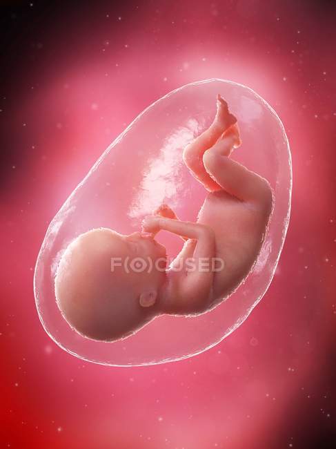 Fœtus humain en développement à la semaine 20, illustration par ordinateur . — Photo de stock