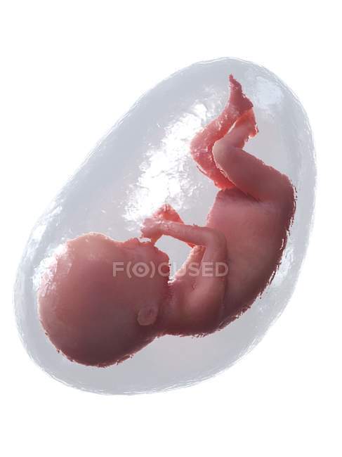 El feto humano se desarrolla en la semana 20, ilustración por computadora . - foto de stock