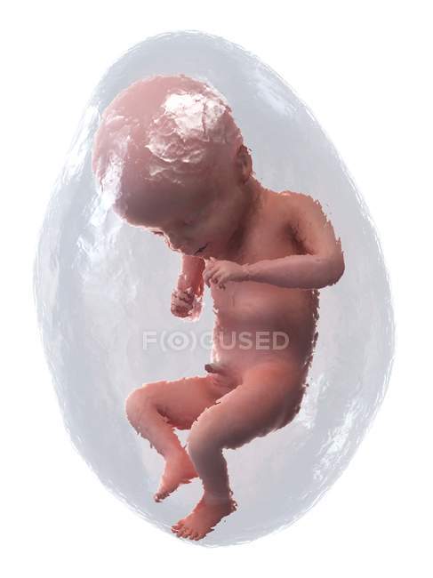 El feto humano se desarrolla en la semana 21, ilustración por computadora . - foto de stock